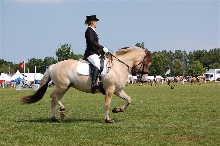 Fjordhest Fnug Halsnæs - Opvisning på Det Fynske Dyrskue 2011.. billede 12