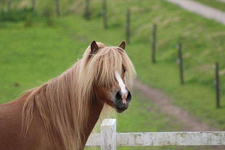 Islænder Sóley frá Steinsholti - In my dream you are my life. but in my life you are just a dream.
 billede 15