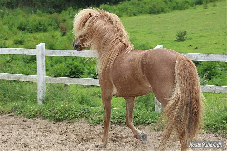 Islænder Sóley frá Steinsholti - "Hvis jeg var en and og du var vand, så ville jeg aldrig gå i land."!! ♥ billede 9