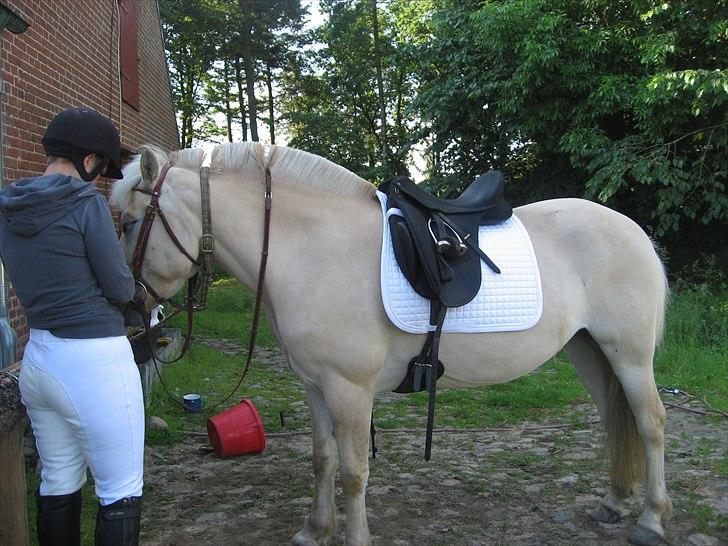 Fjordhest Landevejens Kamille - Klargøring til vores første stævne. Synes hun er rigtig fin her med muskler og foderstand billede 1