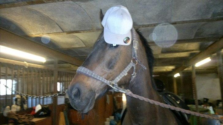 Trakehner Pari Poll <3SOLGT&SAVNET!!<3 - Han er ligeglad, finder sig i alt :D billede 13