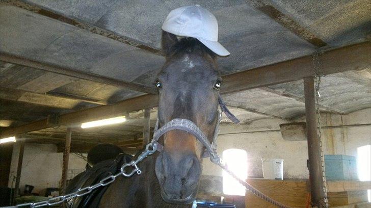 Trakehner Pari Poll <3SOLGT&SAVNET!!<3 - han er så sød! billede 18