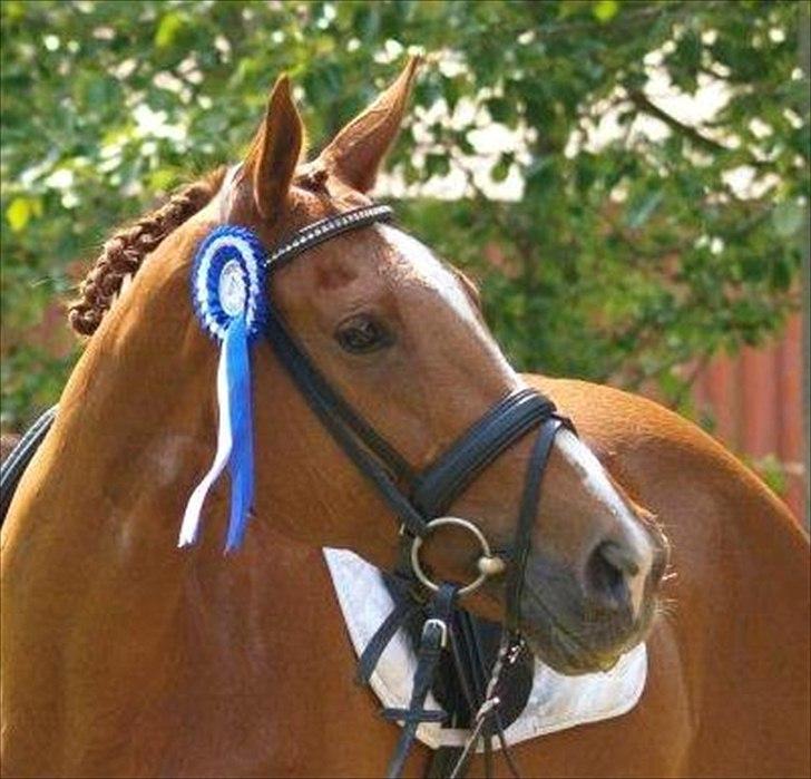 Fuldblod (XX) Cadence - Kaj efter vores debut som stævneequipage :-) 12.06.2011 -HJRK - 66% i vores første LB3 :o) billede 9