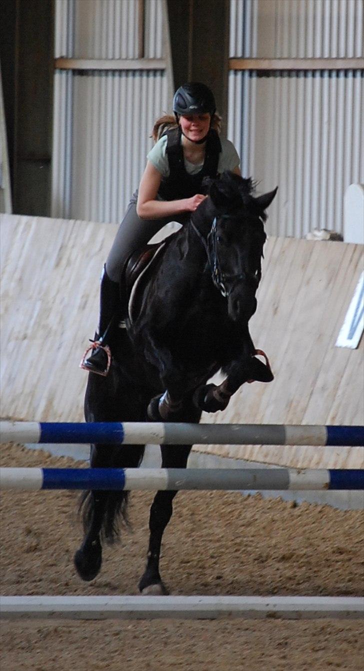 Welsh Cob (sec D) Laban Søholt. - Taget af Ditte Andersen :-) Træning billede 17