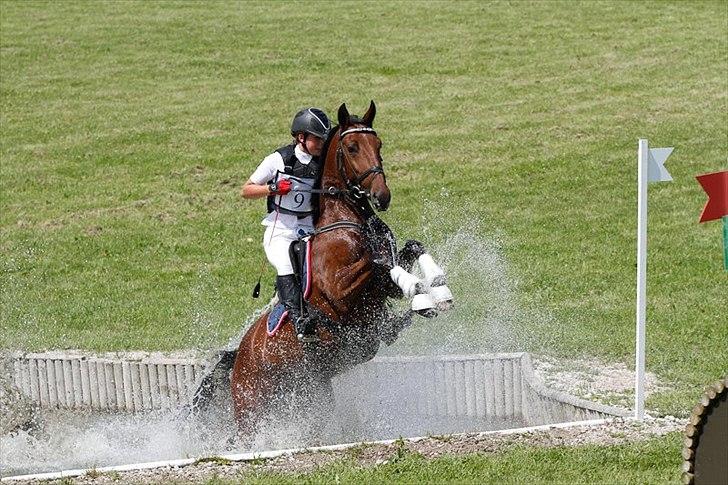 Anden særlig race Løgskov´s Palle. billede 13