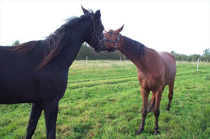 Traver Flax Vesterled billede 6