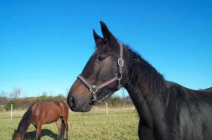 Traver Flax Vesterled billede 7