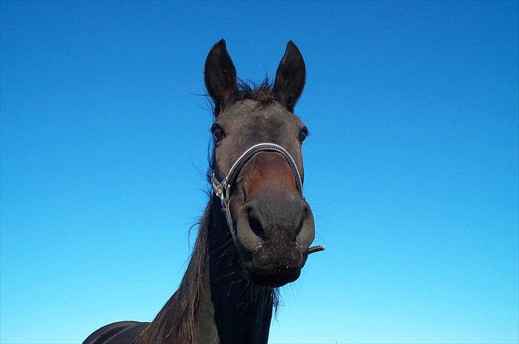 Traver Flax Vesterled billede 8