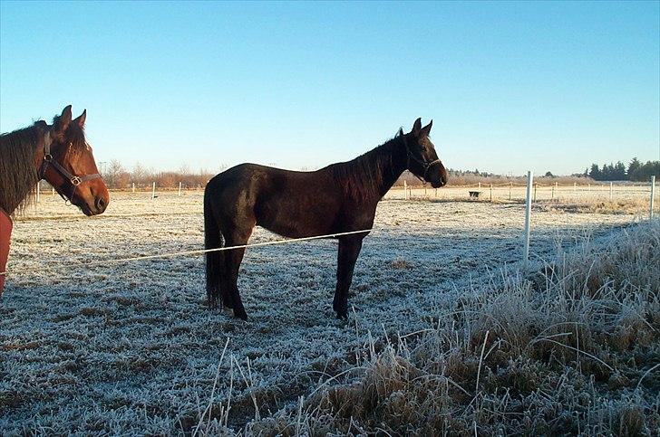 Traver Flax Vesterled billede 12