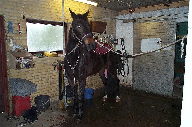 Traver Flax Vesterled billede 13