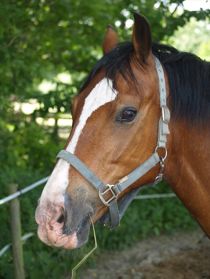 Anden særlig race Pondus SOLGT billede 2