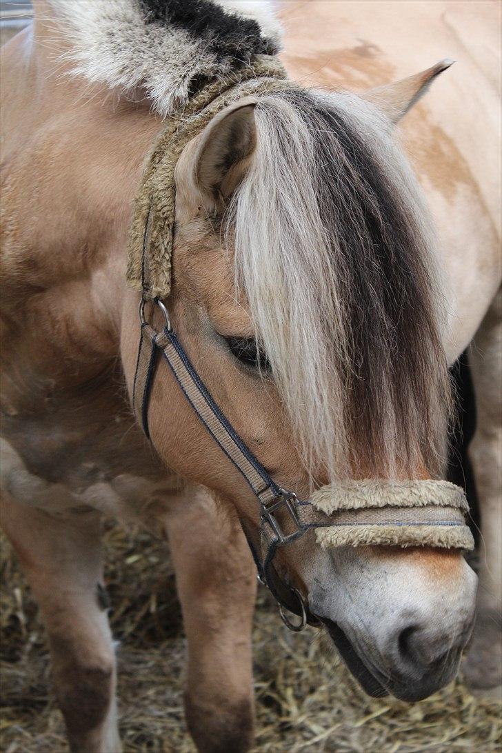 Fjordhest Søs - Foto: Mig (Bettina) billede 3