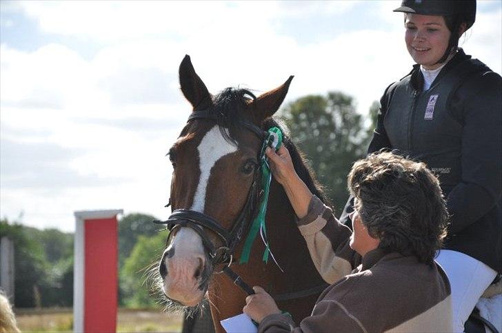 Anden særlig race Pondus SOLGT billede 8