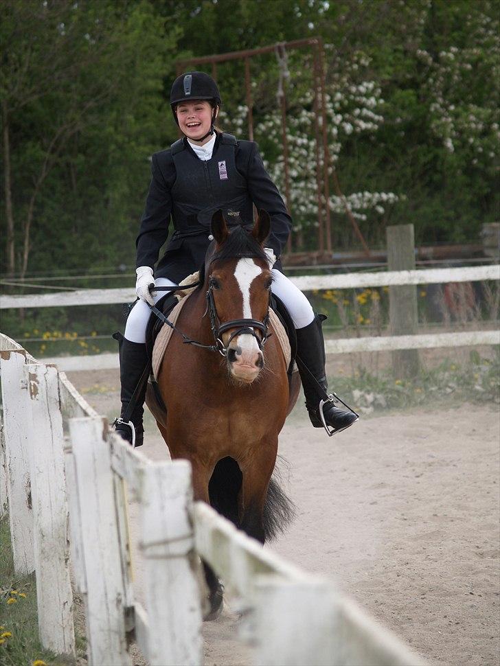 Anden særlig race Pondus SOLGT billede 13