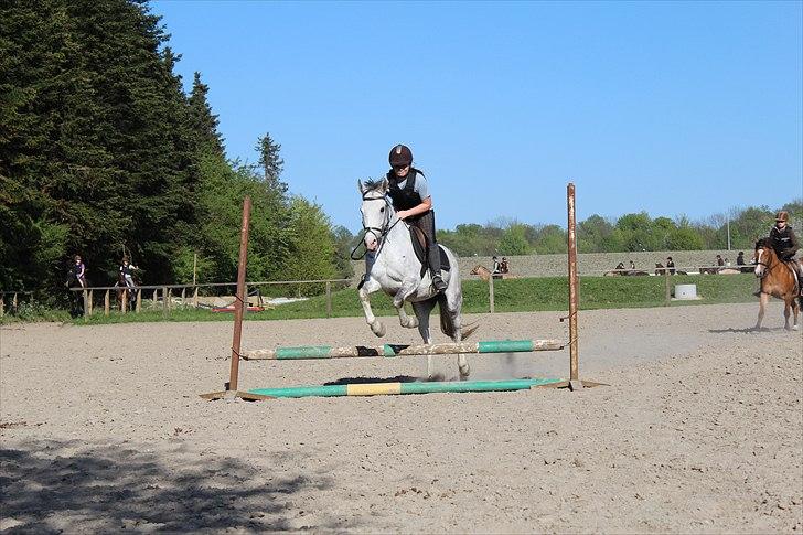 Hollandsk Sportspony Moonlight - Sofie & Moonlight springer. Foto: Amalie billede 20