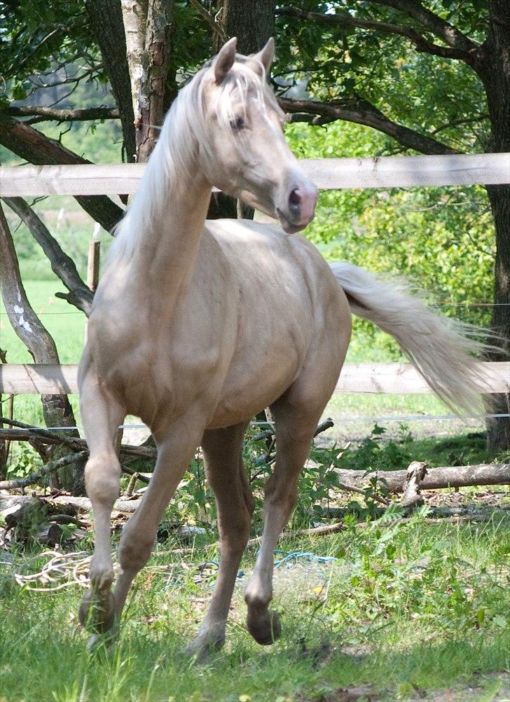 Palomino Enghavegårds Jasmin  *SOLGT* billede 5