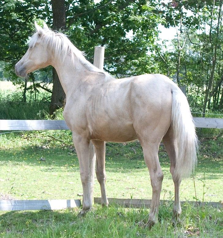 Palomino Enghavegårds Jasmin  *SOLGT* billede 6