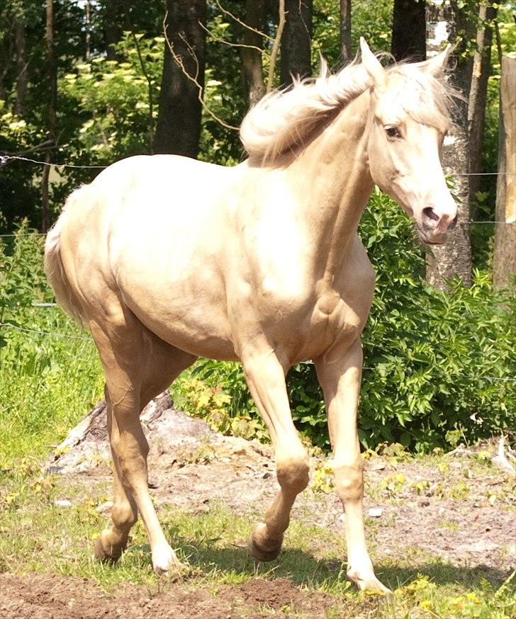 Palomino Enghavegårds Jasmin  *SOLGT* billede 7