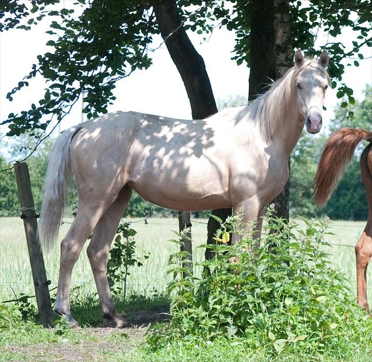 Palomino Enghavegårds Jasmin  *SOLGT* billede 8