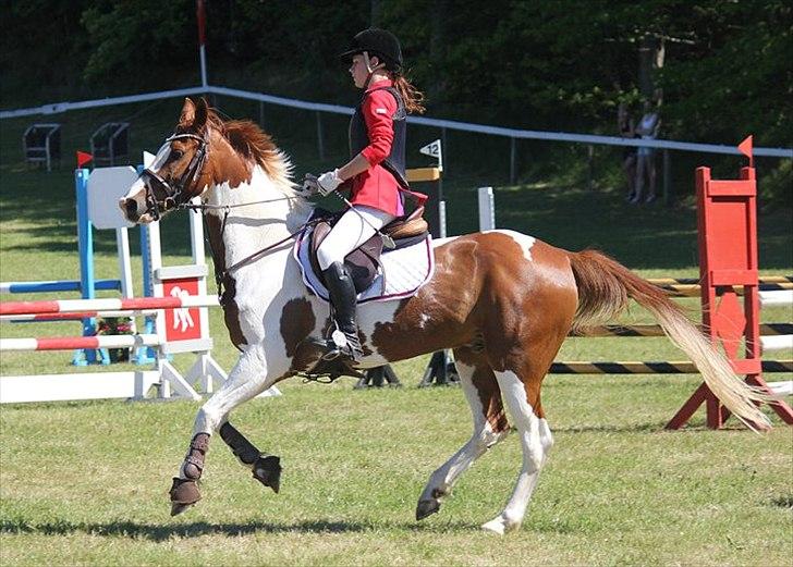 Anden særlig race ». Chicago. - Morsø 2011 billede 5