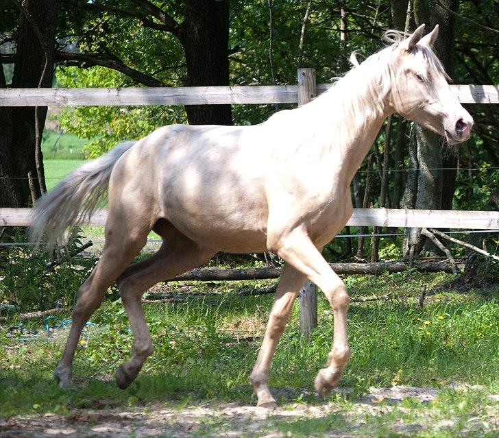 Palomino Enghavegårds Jasmin  *SOLGT* billede 9