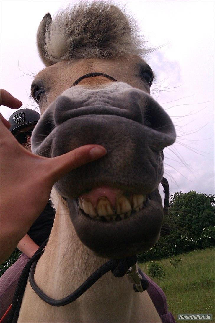 Fjordhest Emil - 1 billede 1