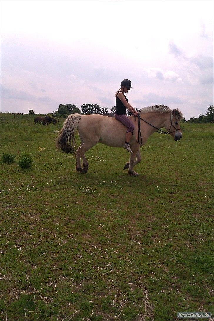 Fjordhest Emil - 16 billede 16