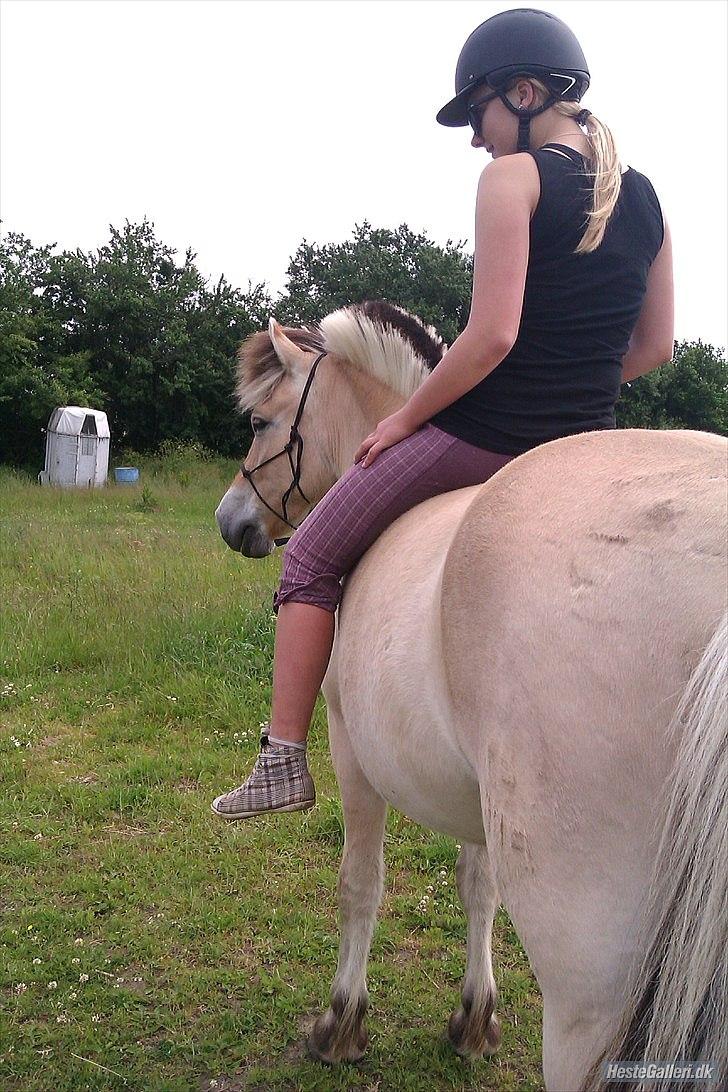 Fjordhest Emil - 17 billede 17