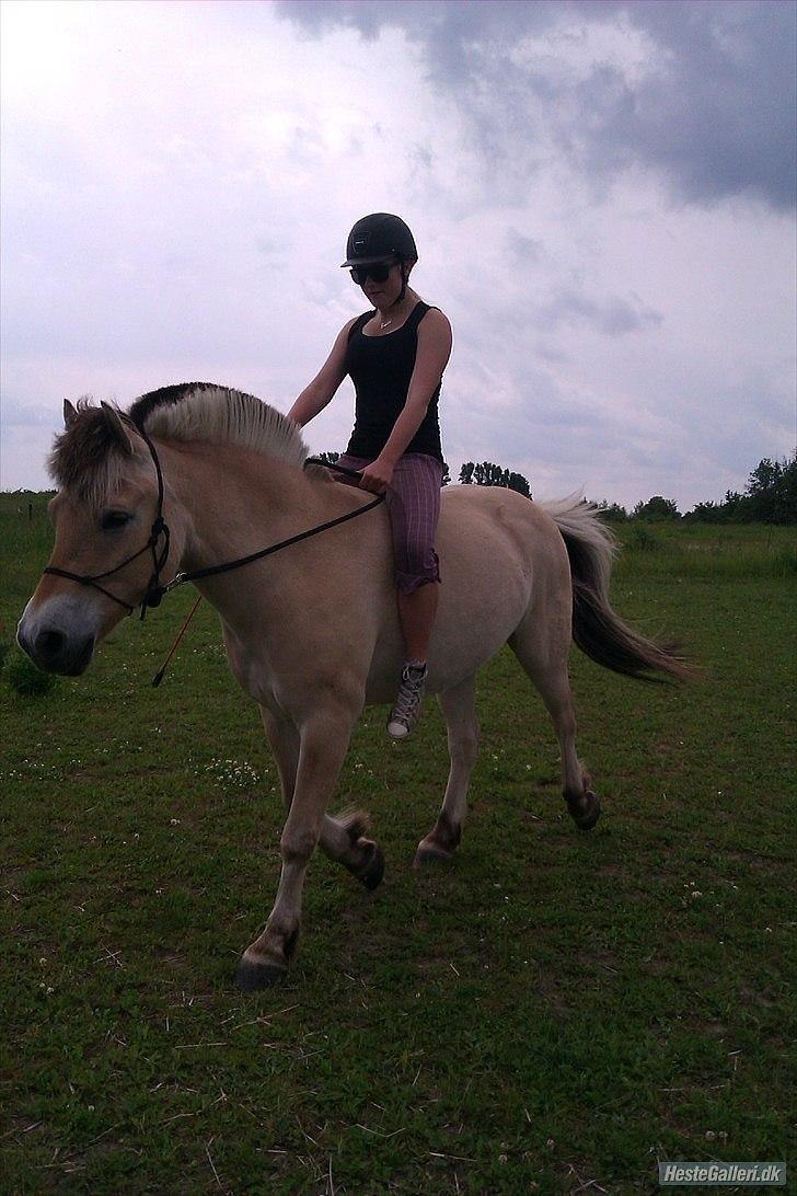 Fjordhest Emil - 18 billede 18