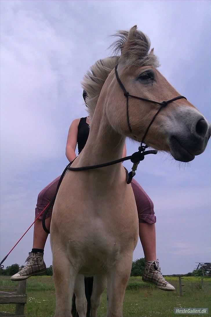 Fjordhest Emil - 19 billede 19