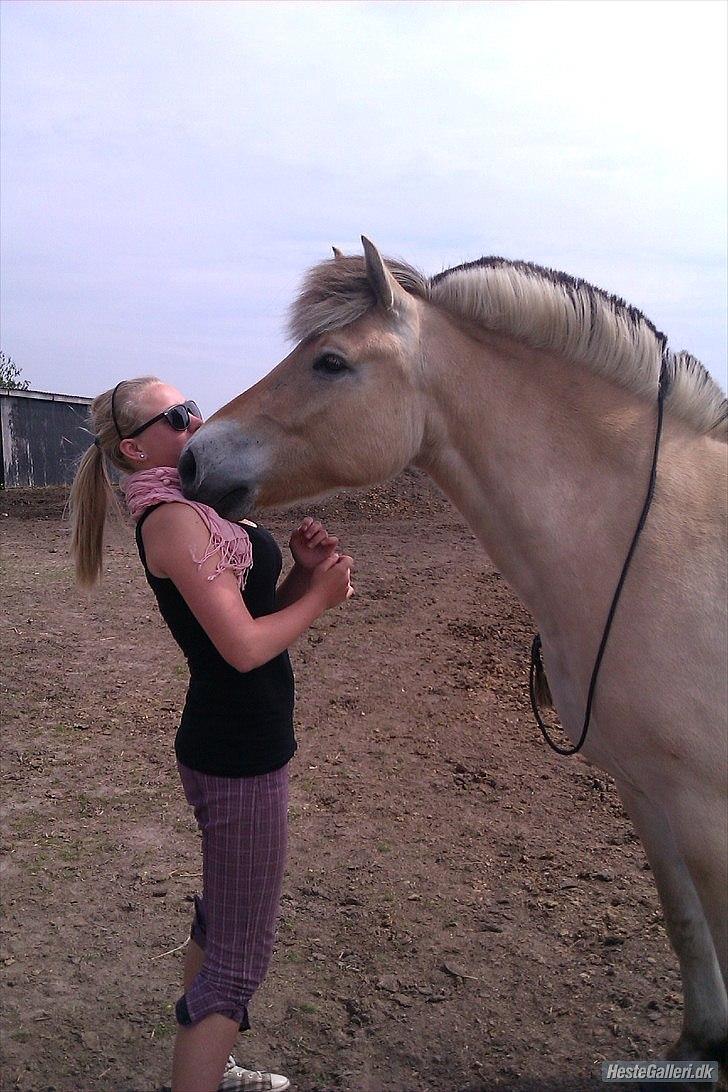 Fjordhest Emil - 20 billede 20