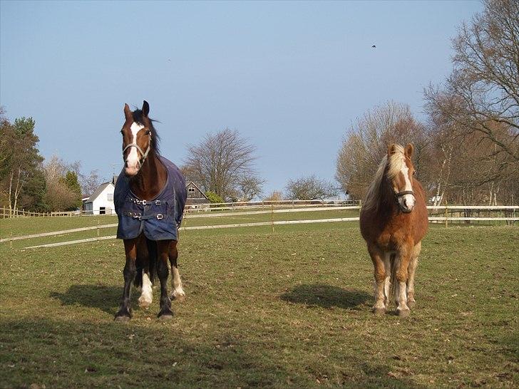 Anden særlig race Pondus SOLGT billede 20