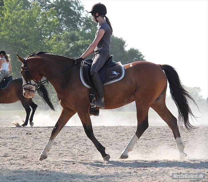 Anden særlig race Roos.Casillero Del Diablo - Dressur træning d. 6/6 2011 :-) billede 15