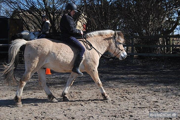 Fjordhest Emil - 13 billede 13