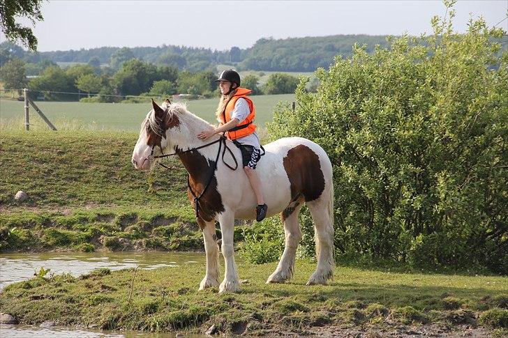 Irish Cob | Kenzo's Lacrosse *Krølle* - SOLGT! - Første gang er kommet ud til øen, med Lea på <3 Foto: Maria Rasch billede 12