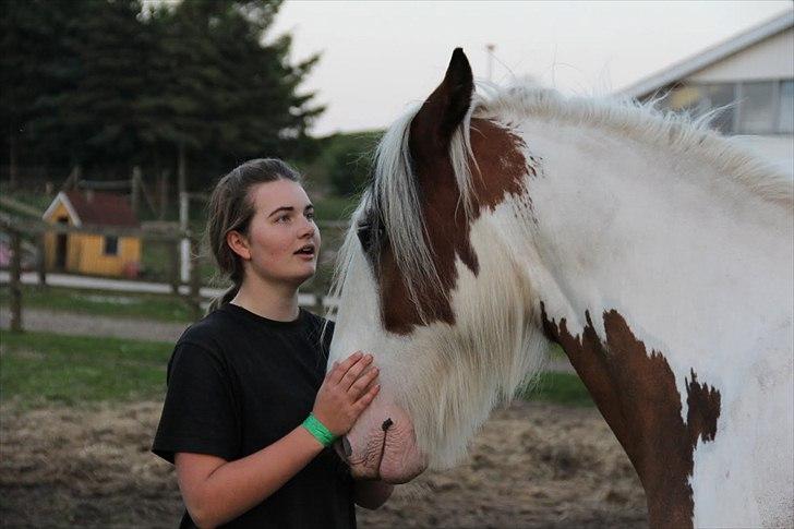 Irish Cob | Kenzo's Lacrosse *Krølle* - SOLGT! - Fordi du ganske enkelt er så dejlig! Foto: Maria Rasch billede 6