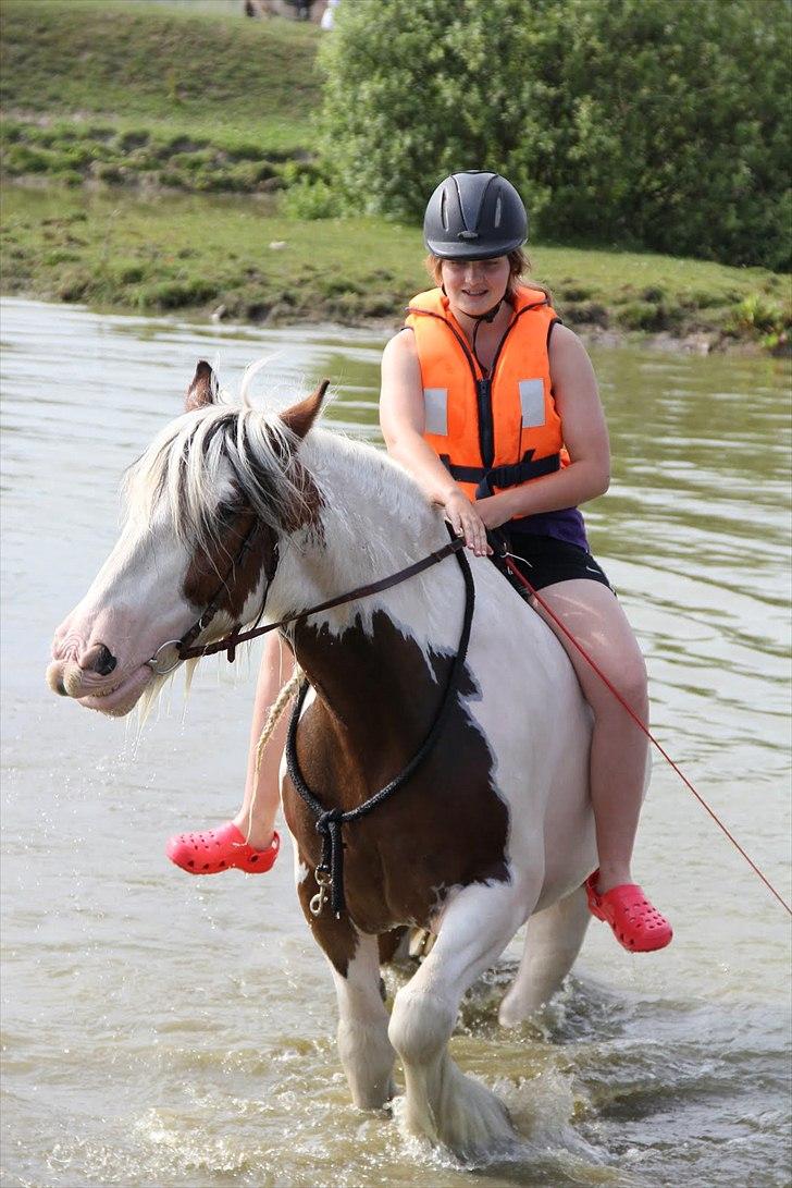 Irish Cob | Kenzo's Lacrosse *Krølle* - SOLGT! - Foto: Maria Rasch billede 7