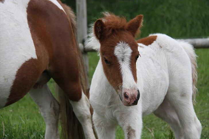 Shetlænder Nygaards Maggie billede 6