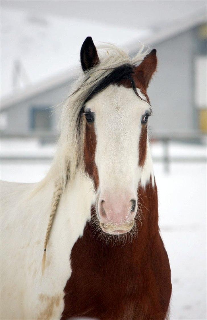 Irish Cob | Kenzo's Lacrosse *Krølle* - SOLGT! - Foto: Maria Rasch billede 14