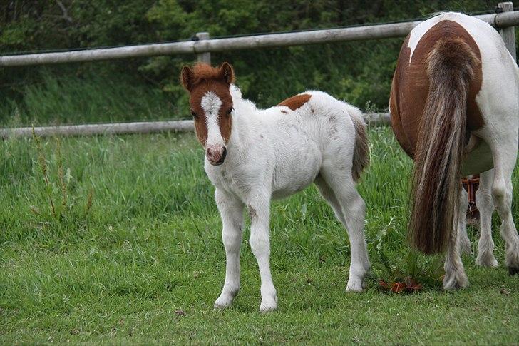 Shetlænder Nygaards Maggie billede 5