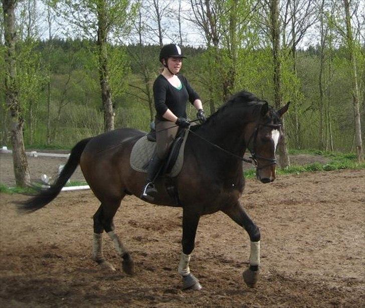 Dansk Varmblod Castor - Solgt - Anna(ejer) og Castor :-).  billede 14