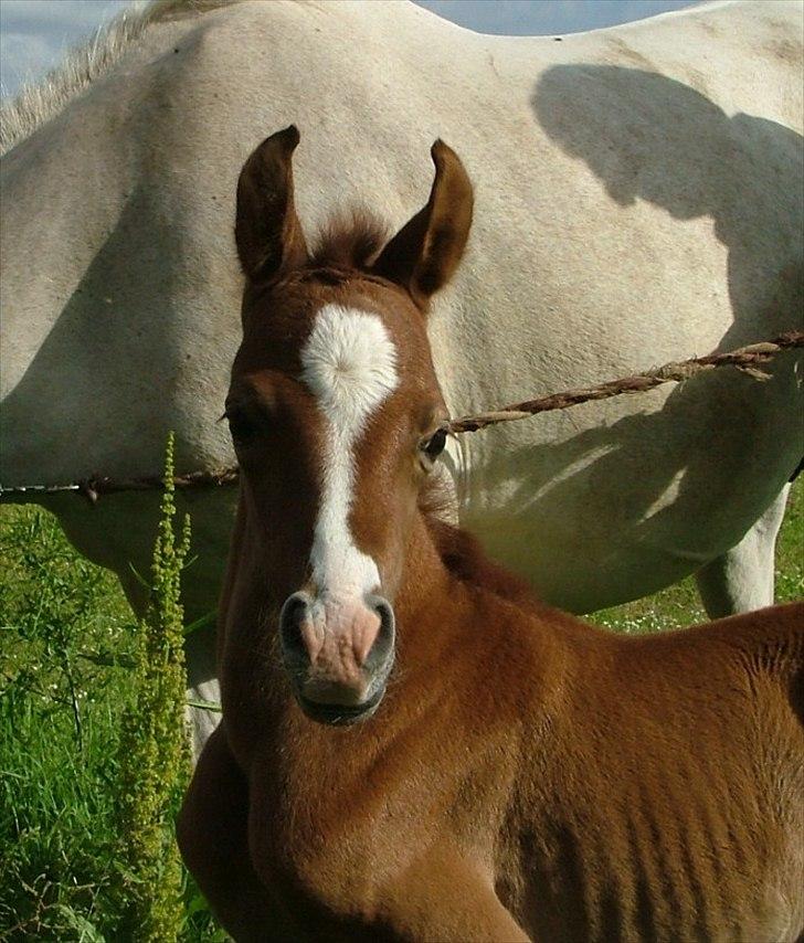 Arabisk fuldblod (OX) HM Nazeemah - Hej med jer :)
1 dag gammel.. billede 1