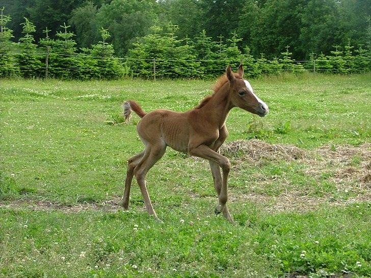 Arabisk fuldblod (OX) HM Nazeemah - 14. juni 2011...1 dag gammel
 billede 2
