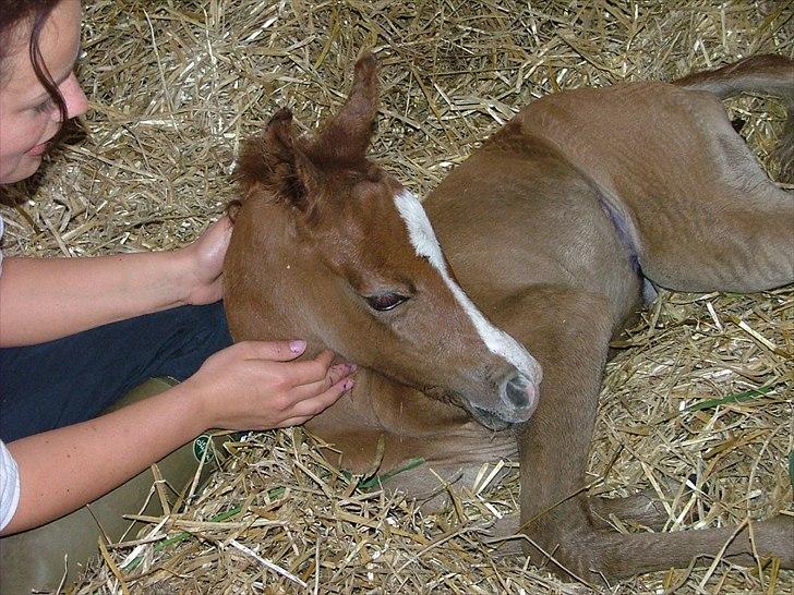 Arabisk fuldblod (OX) HM Nazeemah - 13 juni...få timer gammel billede 3