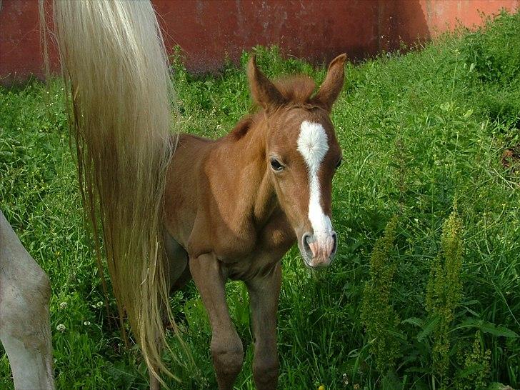 Arabisk fuldblod (OX) HM Nazeemah - 14. juni 2011...1 dag gammel billede 4