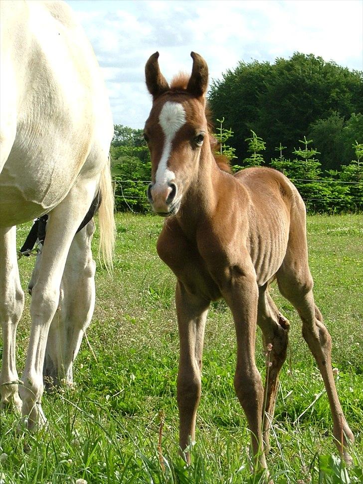 Arabisk fuldblod (OX) HM Nazeemah - 14. juni 2011...1 dag gammel billede 5