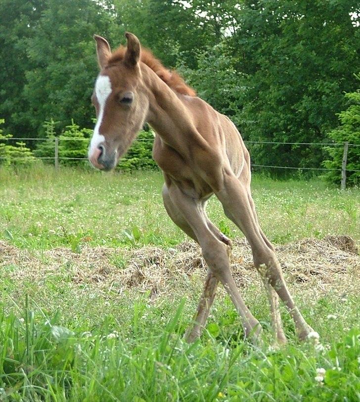 Arabisk fuldblod (OX) HM Nazeemah - 1 dag gammel og kan allerede springe rundt billede 6