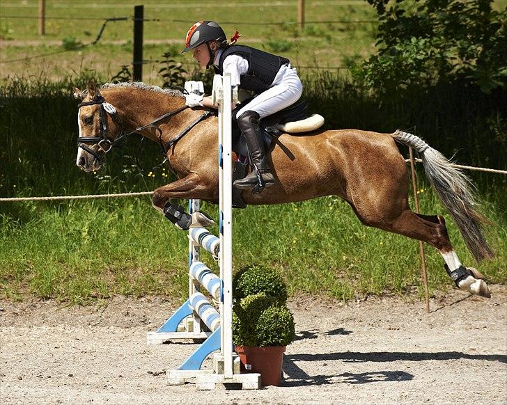 Welsh Pony (sec B) Faya Lobi Kasto-Glas 2002 *STJERNE PONY* - Lobi!<3 Stjerne pony!<3 Fordi du ER bare fantastisk!<3 Billed: Animal-print billede 3