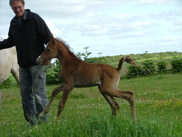 Arabisk fuldblod (OX) HM Nazeemah - "Her kommer jeg"...1 dag gammel billede 7