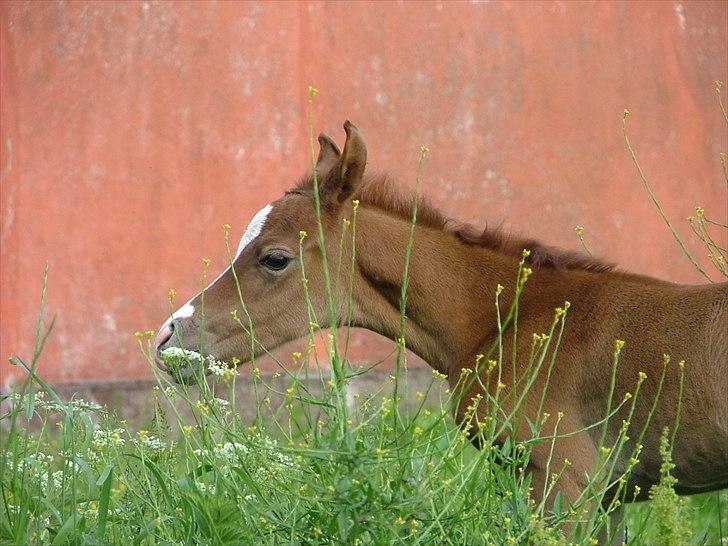 Arabisk fuldblod (OX) HM Nazeemah - 14. juni 2011...1 dag gammel billede 8